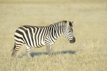 Fototapeta premium Zebra (Equus quagga) walking on savanna at sunrise, Serengeti National Park, Tanzania