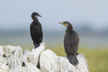 Indian cormorant in Pottuvil, Sri Lanka