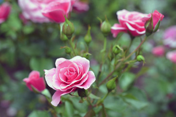 pinke Rose