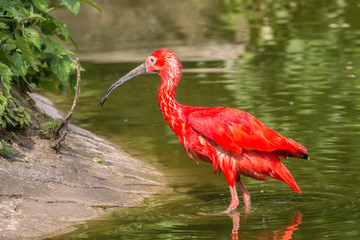 Scarlet Ibis bath