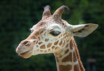 Naklejka premium Young Giraffe Portrait