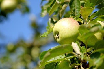 Apfel am Ast