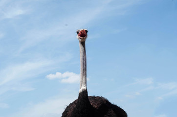 Struisvogelkop close-up op de struisvogelboerderij. Struisvogel of type staat aan