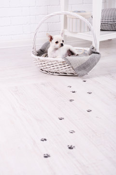 Adorable chihuahua dog in basket and muddy paw prints on wooden floor in room