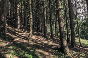 summer landscape pine forest