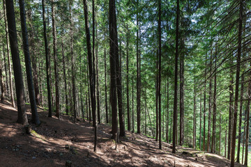 Fototapeta premium summer landscape pine forest