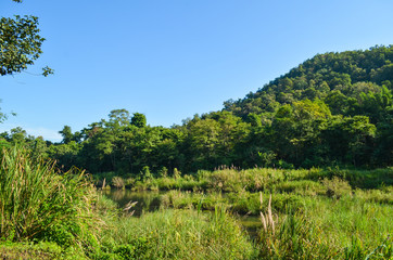 Fototapeta na wymiar beautiful forest in thailand