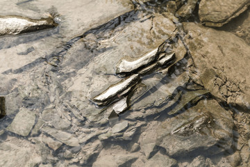 mountain river Prut closeup