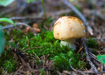 edible mushroom closeup