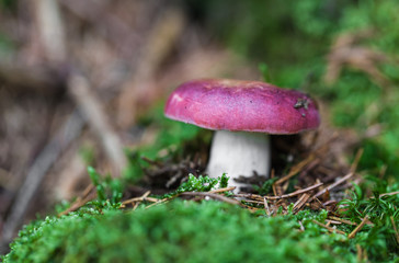 edible mushroom closeup