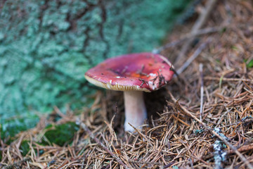 edible mushroom