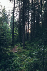summer landscape pine forest