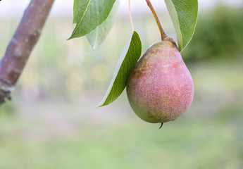 Pear on a tree