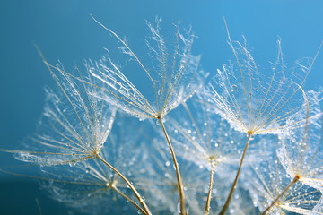 Beautiful dandelion with water drops on blue background