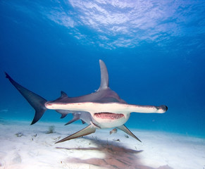 Obraz premium Great hammerhead shark 