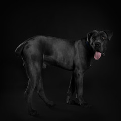 Cane corso italiano dog on black background
