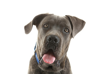 Cane corso italiano dog, isolated on white