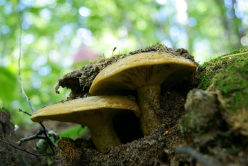 Lactarius turpis mushrooms in the forest