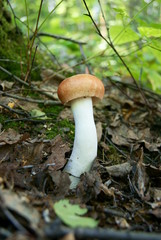 Russula foetens mushroom in the forest