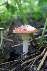 Amanita muscaria mushroom in the forest