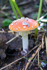 Amanita muscaria mushroom in the forest