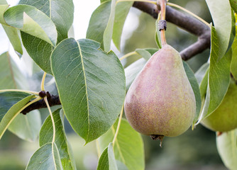 Pear on a tree