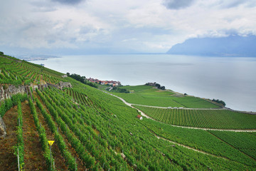 Terraced vineyards of Lavaux at Geneva Lake.