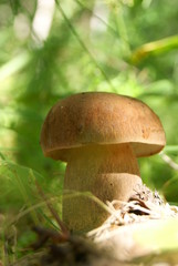King bolete mushroom in the  forest
