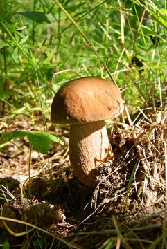 King bolete mushroom in the  forest