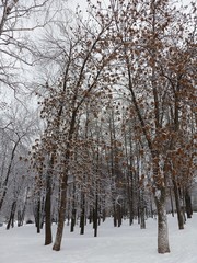 Снежная аллея в городском парке