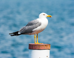 yellow-legged gull