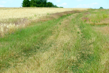 Country road in field