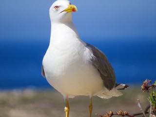 seagull