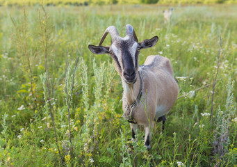 Portrait of goat eating a grass on meadow
