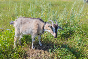 Portrait of goat eating a grass on meadow