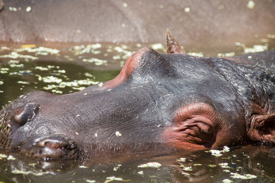 hippopotamus on river in Africa
