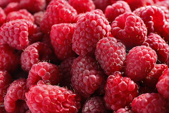 Heap of sweet red raspberries close up