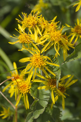 wildflower in mountain