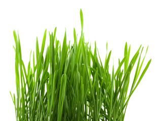 Obraz premium Green grass, isolated on white