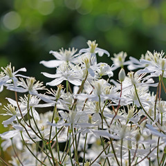 Клематис метельчатый (Clematis paniculata). Цветы крупно