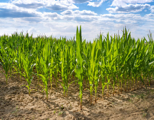 Fototapeta premium Maispflanzen im Gegenlicht 