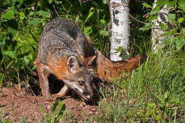 Naklejka na ściany i meble Grey Fox Vixen (Urocyon cinereoargenteus) Makes Turn