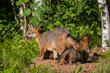 Naklejka na ściany i meble Grey Fox Vixen (Urocyon cinereoargenteus) with Kits Under Her