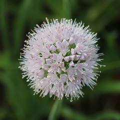 Лук-слизун или Лук поникающий ( Allium nutans) — многолетнее травянистое растение. Цветущая головка крупно