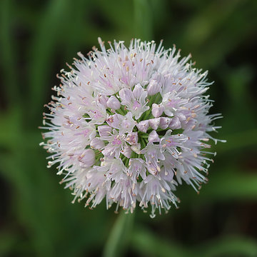 Лук-слизун или Лук поникающий ( Allium nutans) — многолетнее травянистое растение. Цветущая головка крупно