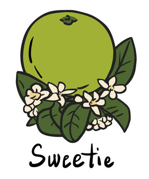 Sweetie fruit