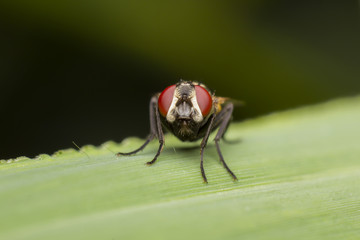 red eye fly on green leaf, macro close-up