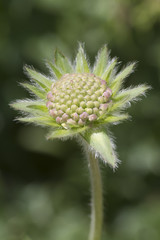 wildflower in mountain