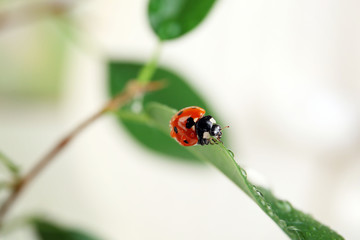 Ladybug on leaf, closeup
