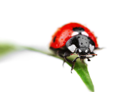 Ladybug on leaf, closeup